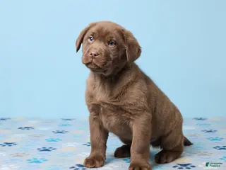 Labrador Retriever dogs Ronny - Ad 31