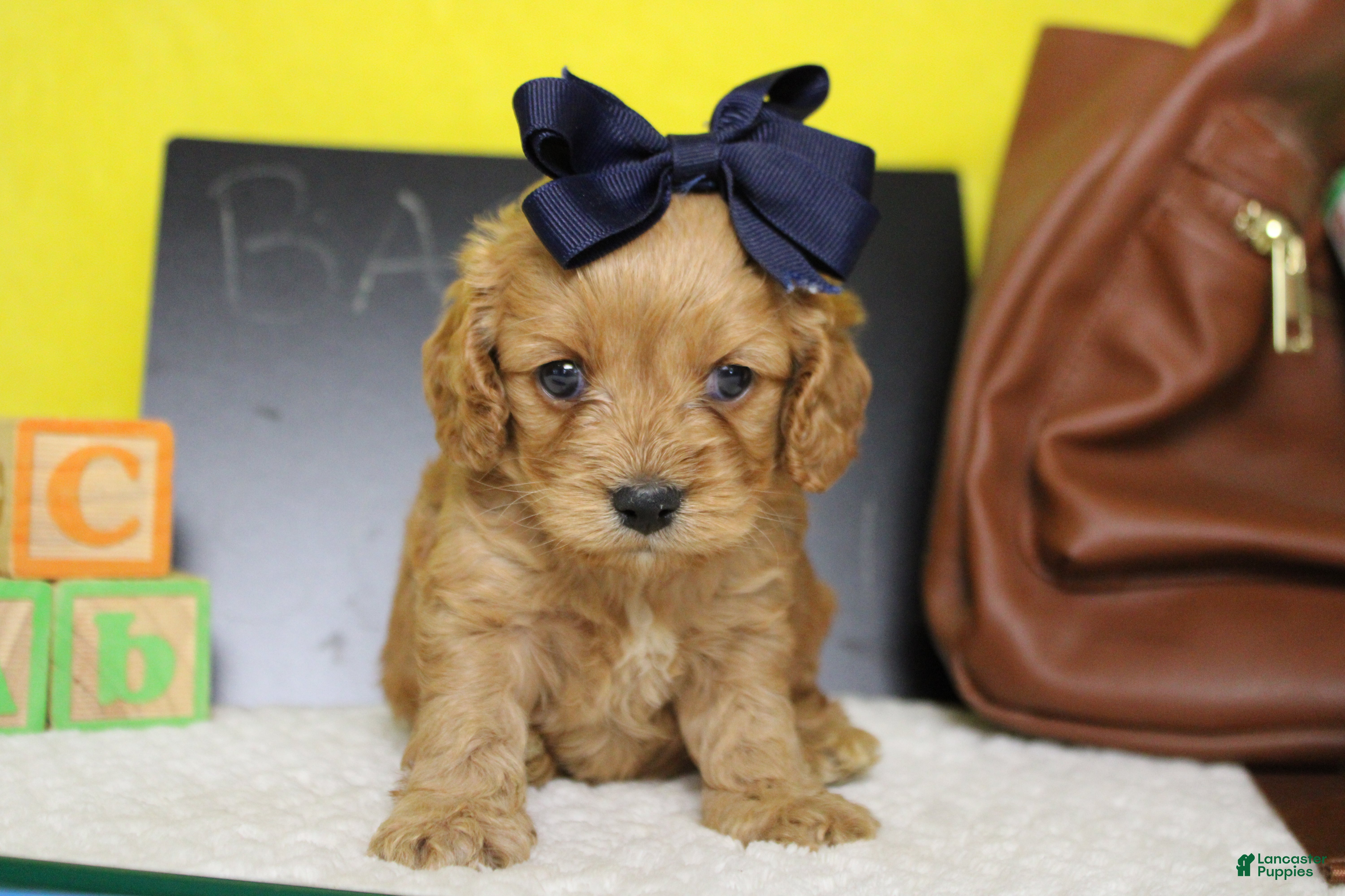 Cockapoo dogs Carrie - Ad 12