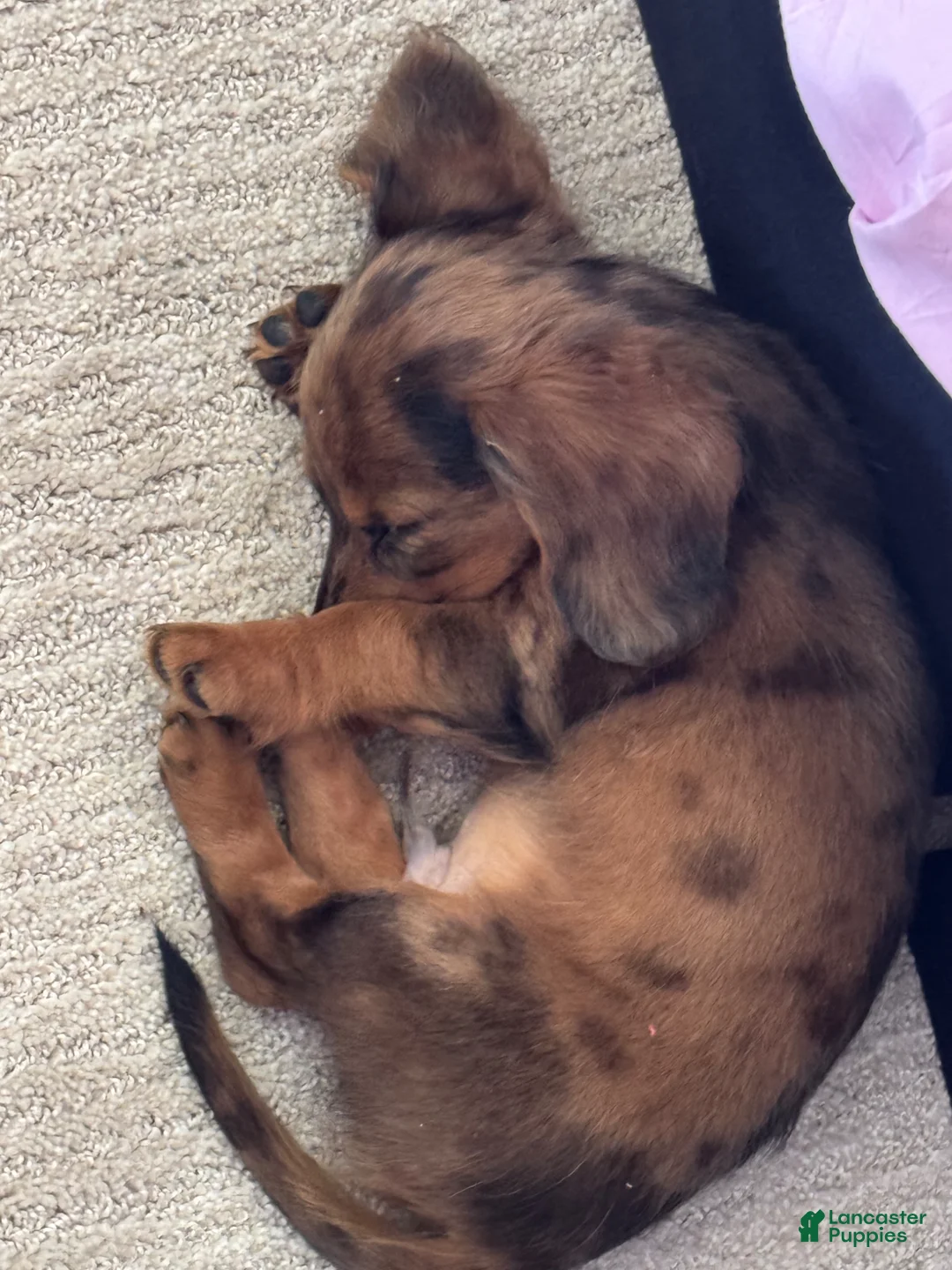 Miniature Dachshund dogs for sale: Miniature Dachshund Puppy 1 - Ad 5