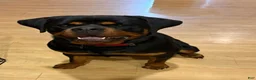 Rottweiler dogs for sale: Rottweiler Puppy 1 - Ad 8