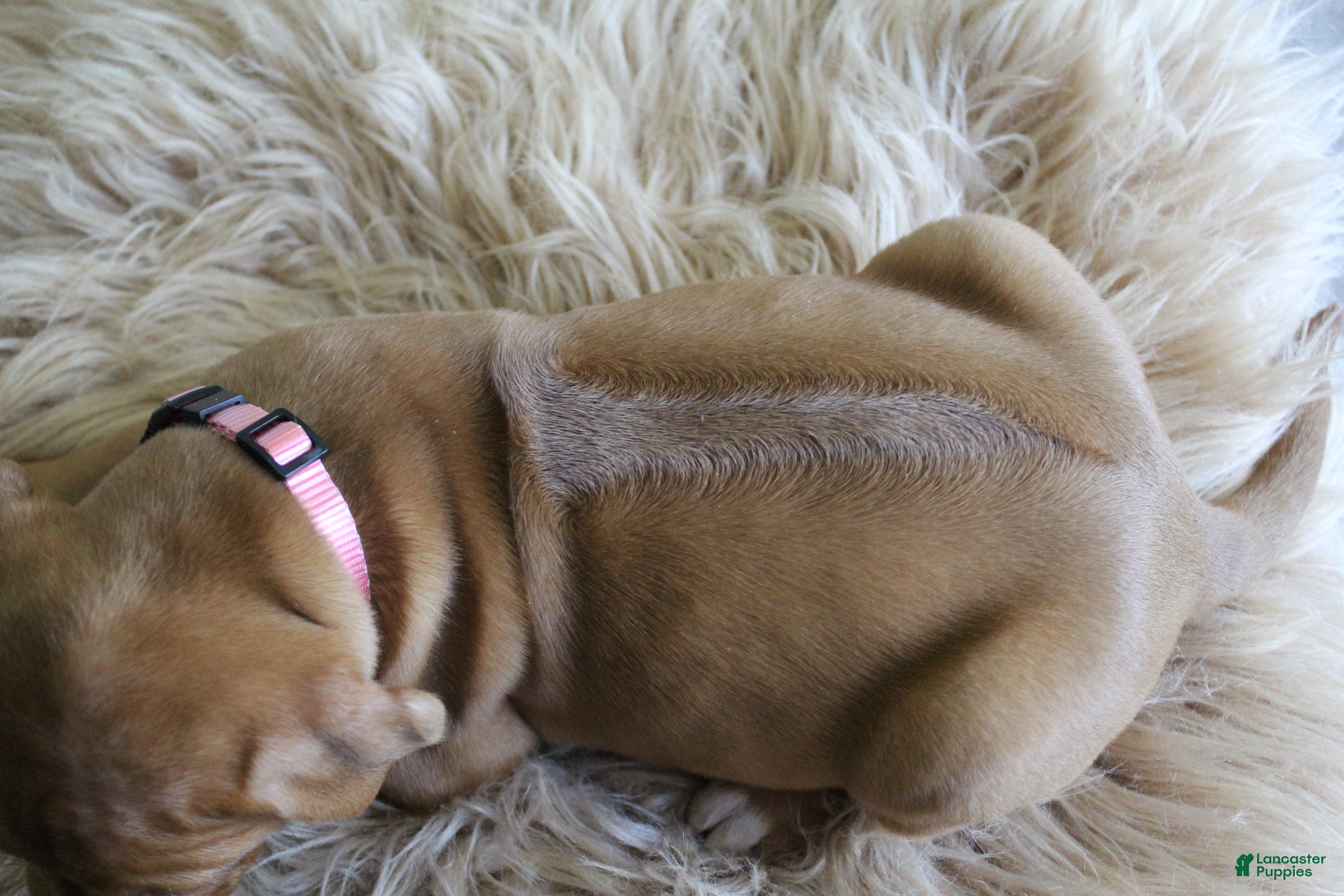 Rhodesian Ridgeback dogs Ruby - Ad 2