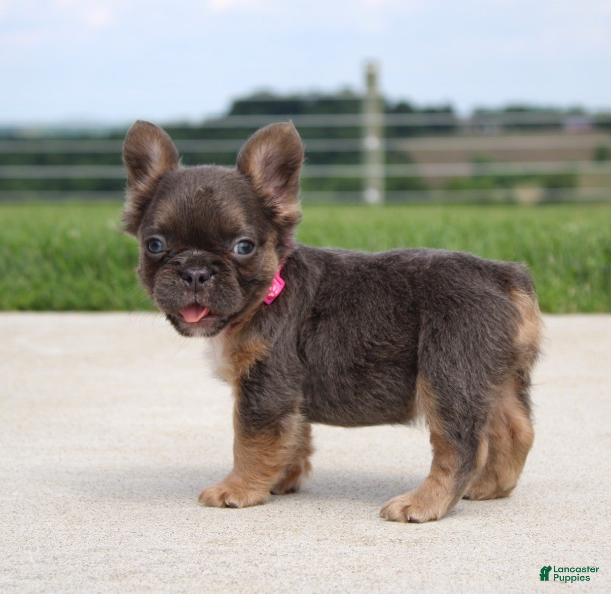 French Bulldog dogs Jana - Ad 1