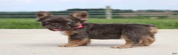 French Bulldog dogs for sale: Jana - Ad 14