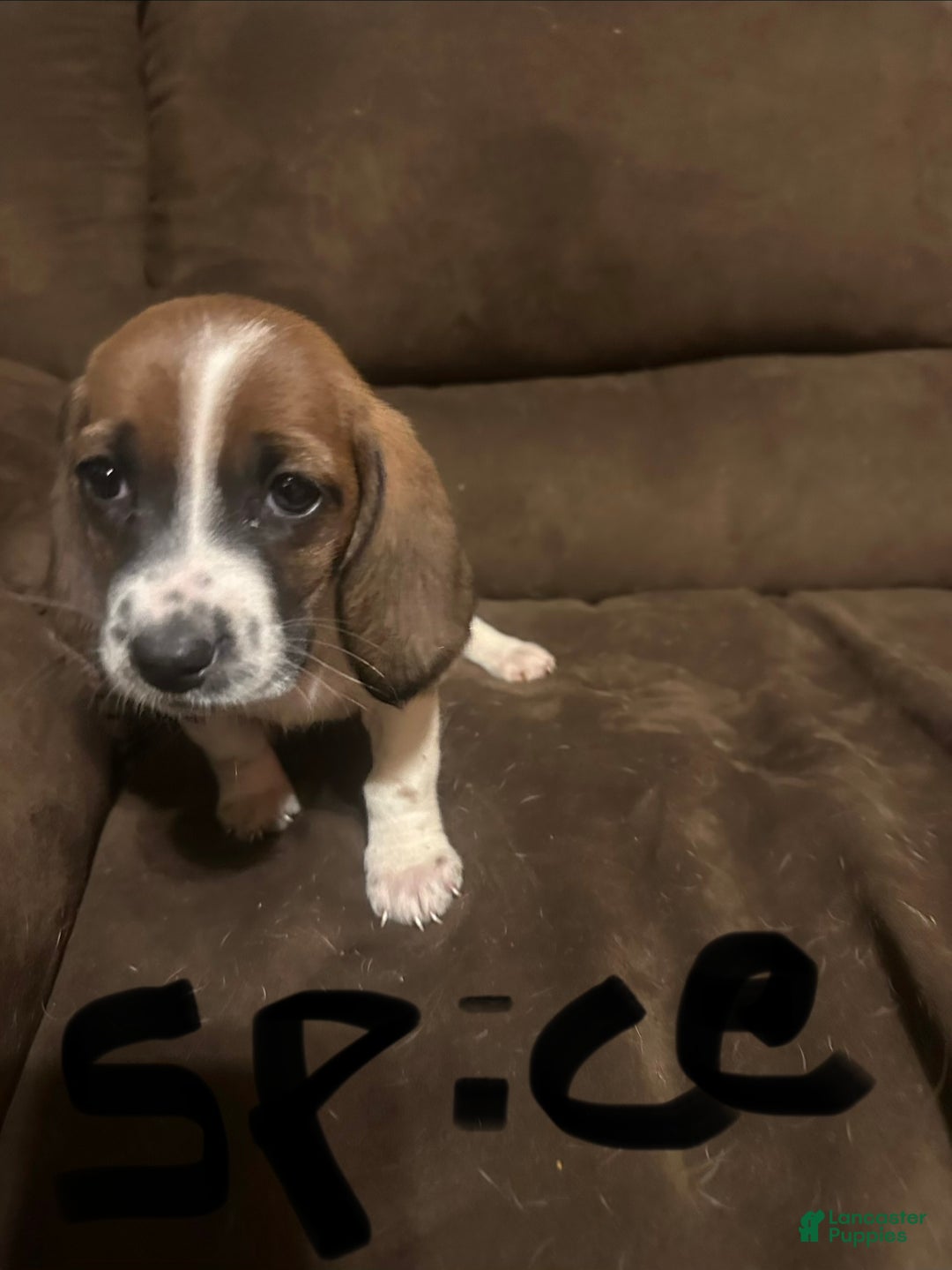 Basset Hound dogs for sale: Spice  - Ad 4