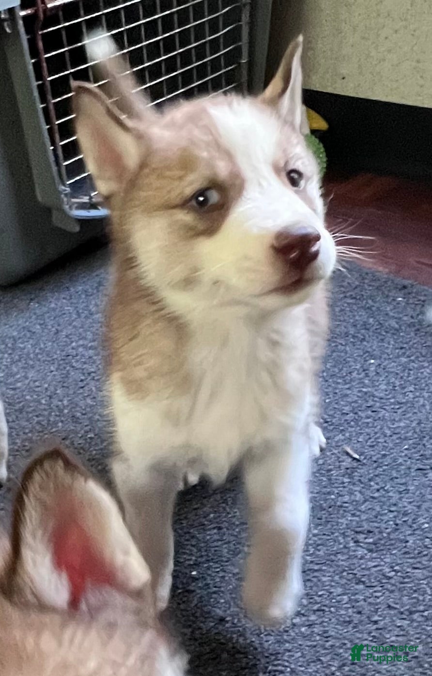 Siberian Husky dogs Willow our explorer - Ad 2