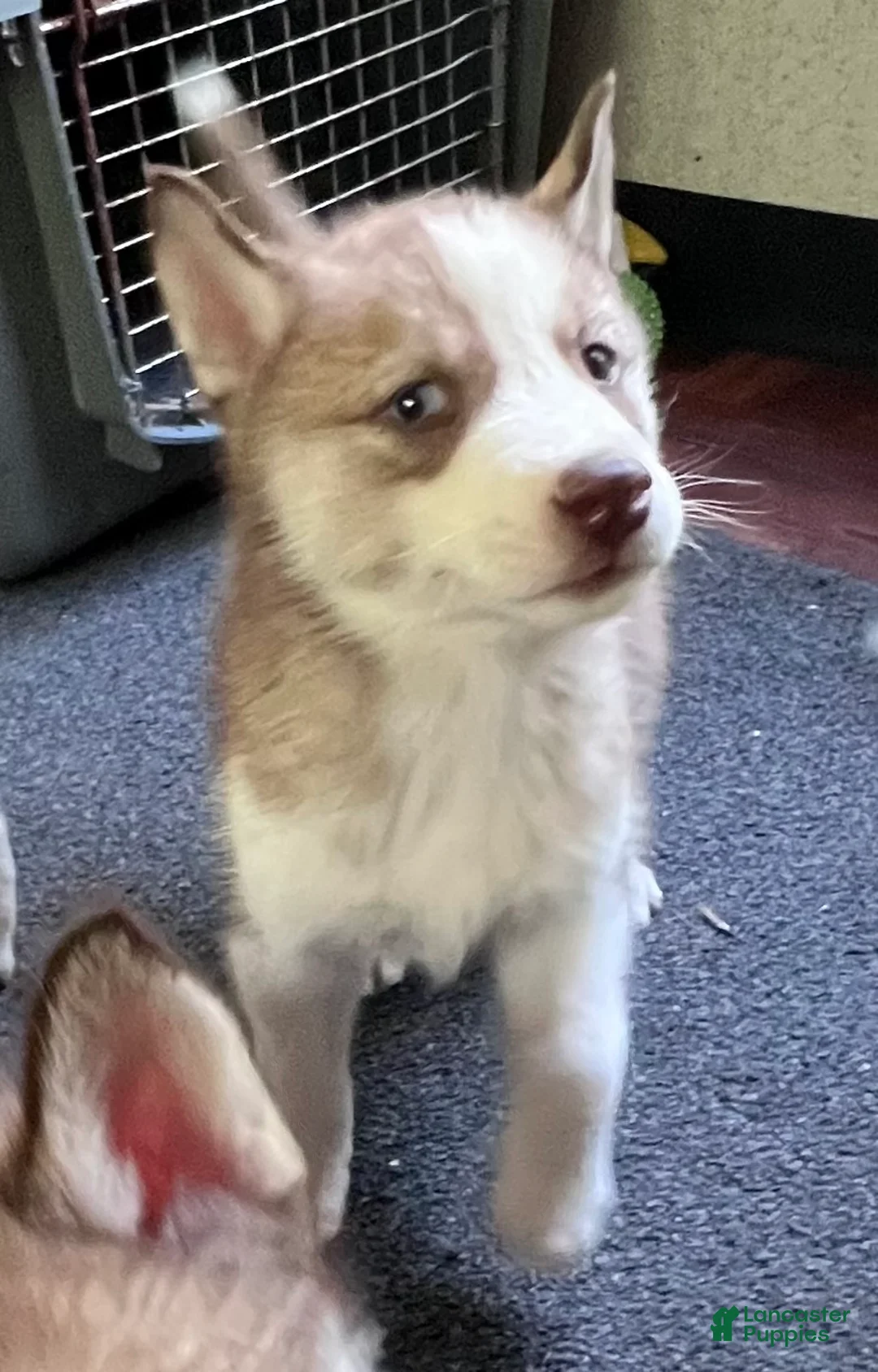 Siberian Husky dogs for sale: Willow our explorer - Ad 2