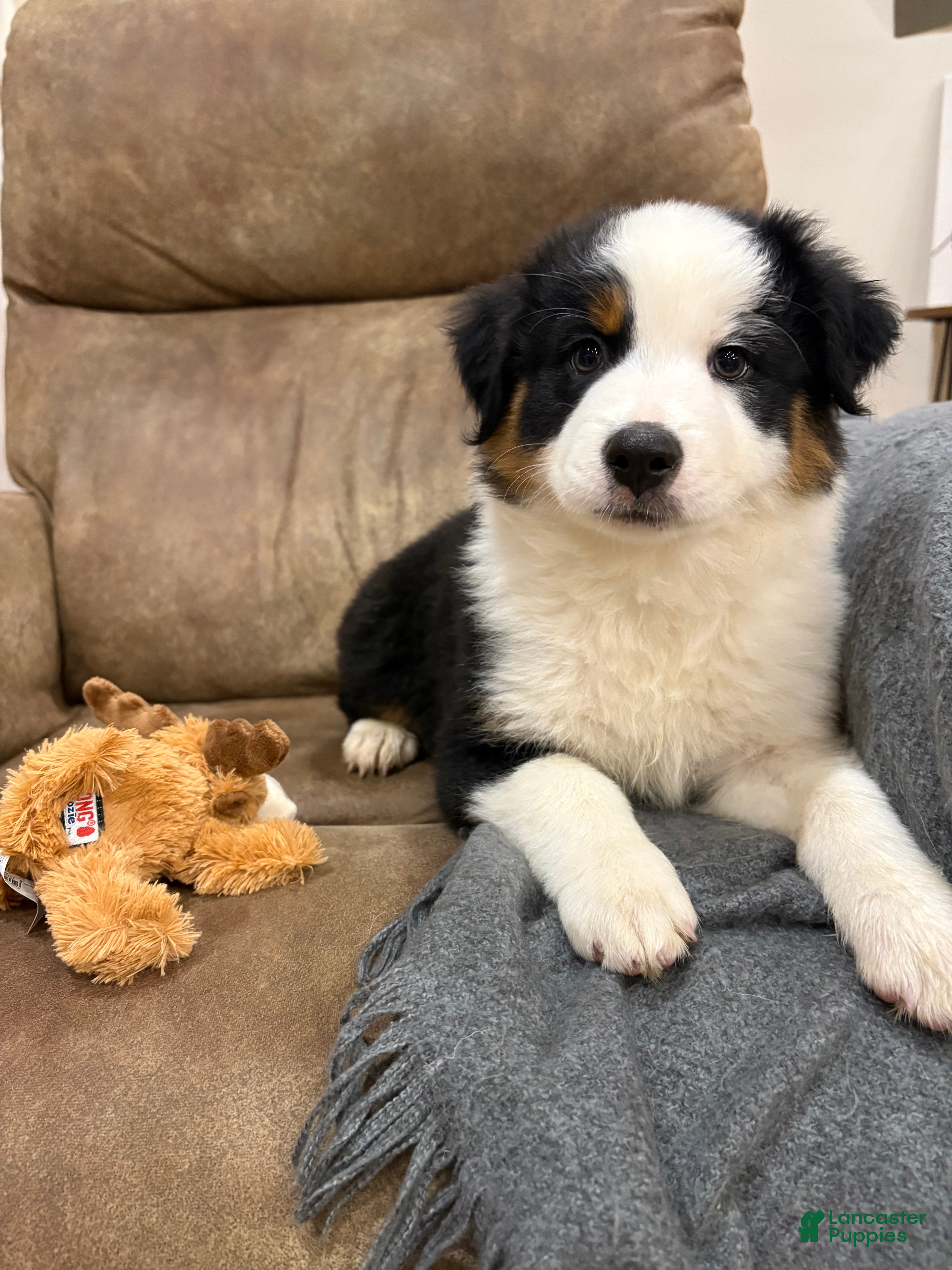 Australian Shepherd dogs for sale: Bandit - Ad 3