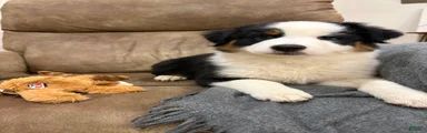 Bandit
