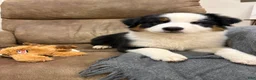 Australian Shepherd dogs for sale: Bandit - Ad 1
