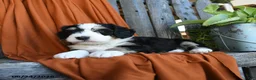 Bernedoodle dogs for sale: Quilla - Ad 2