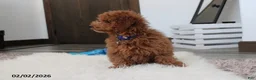 Toy Poodle dogs for sale: Patrick - Ad 12