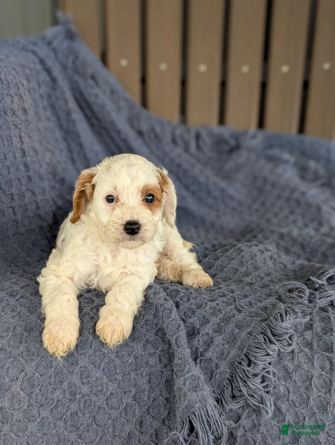 Cavapoo dogs for sale: Anthony  - Ad 2