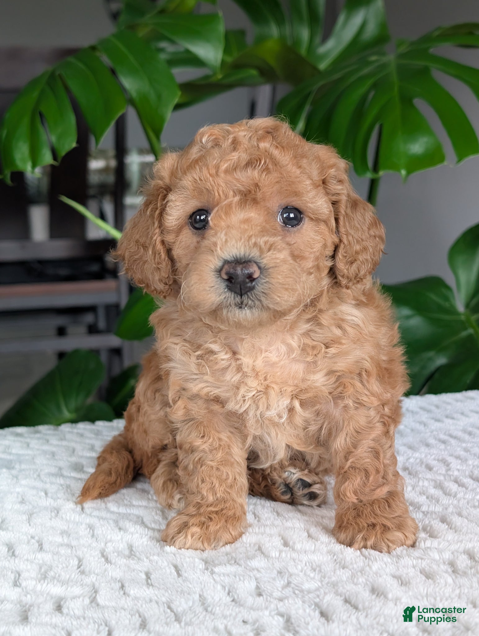 Bichpoo dogs Daisy  - Ad 1