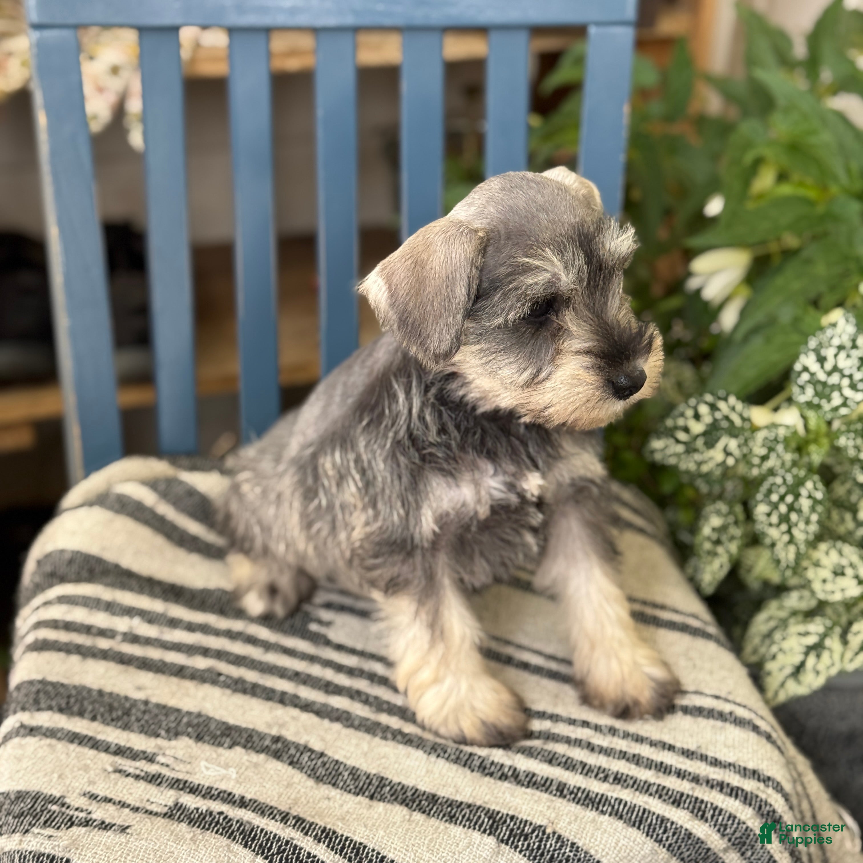 Miniature Schnauzer dogs Lilly - Ad 2