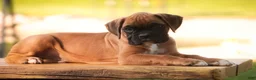 Boxer dogs for sale: Boxer 1 - Ad 8