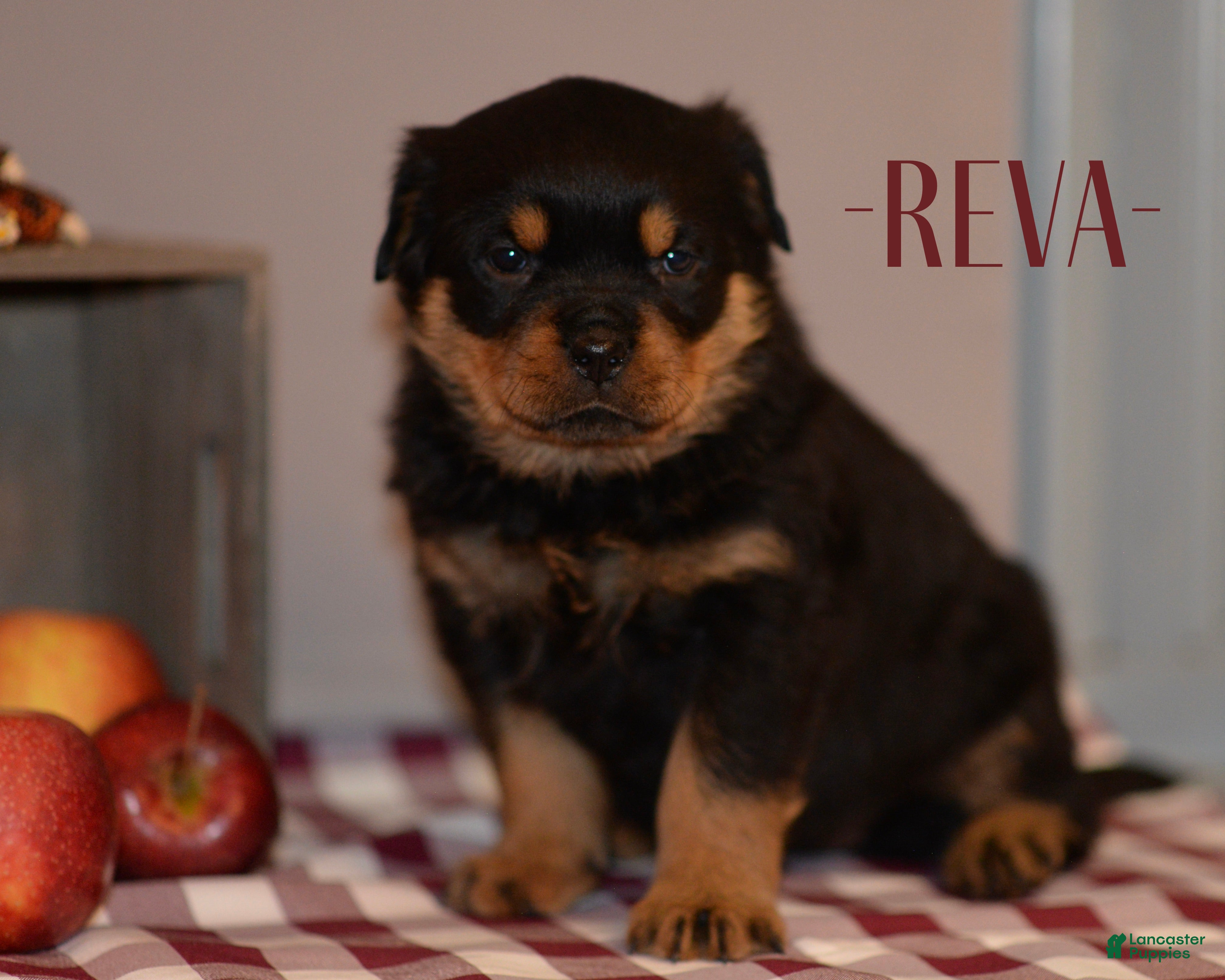 Rottweiler dogs Reva - Ad 13