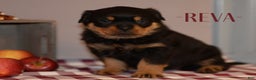 Rottweiler dogs for sale: Reva - Ad 1