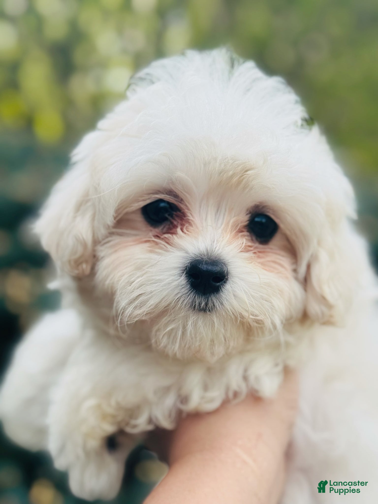 Maltipoo dogs Ginger - Ad 2