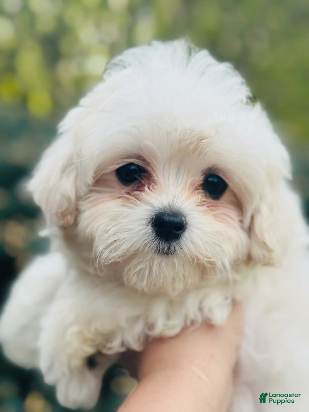 Maltipoo dogs for sale: Ginger - Ad 2