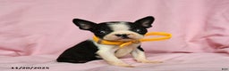 Boston Terrier dogs for sale: Tinkerbell - Ad 5