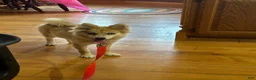 Pomsky dogs for sale: Reese - Ad 5