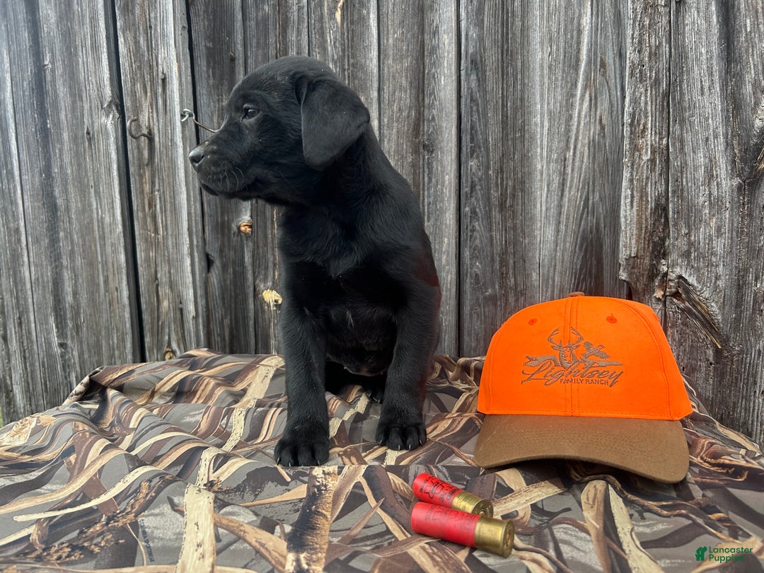 Labrador Retriever dogs for sale: Labrador Retriever Puppy 1 - Ad 4