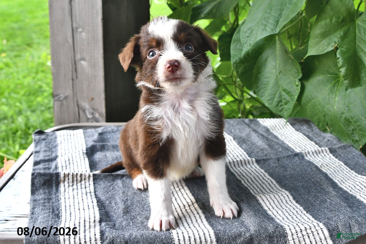 Mixed Breed dogs Sadie - Ad 2