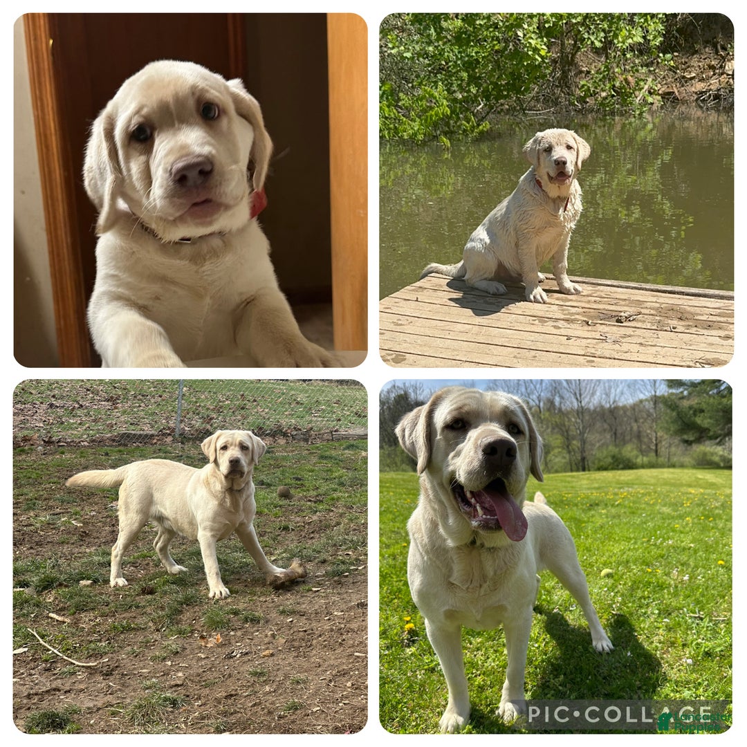 Labrador Retriever dogs for sale: Red - Ad 20