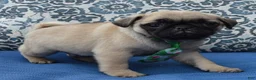 Pug dogs for sale: Paxton - Ad 6