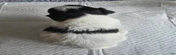 Shih Tzu dogs for sale: Bandit - Ad 2