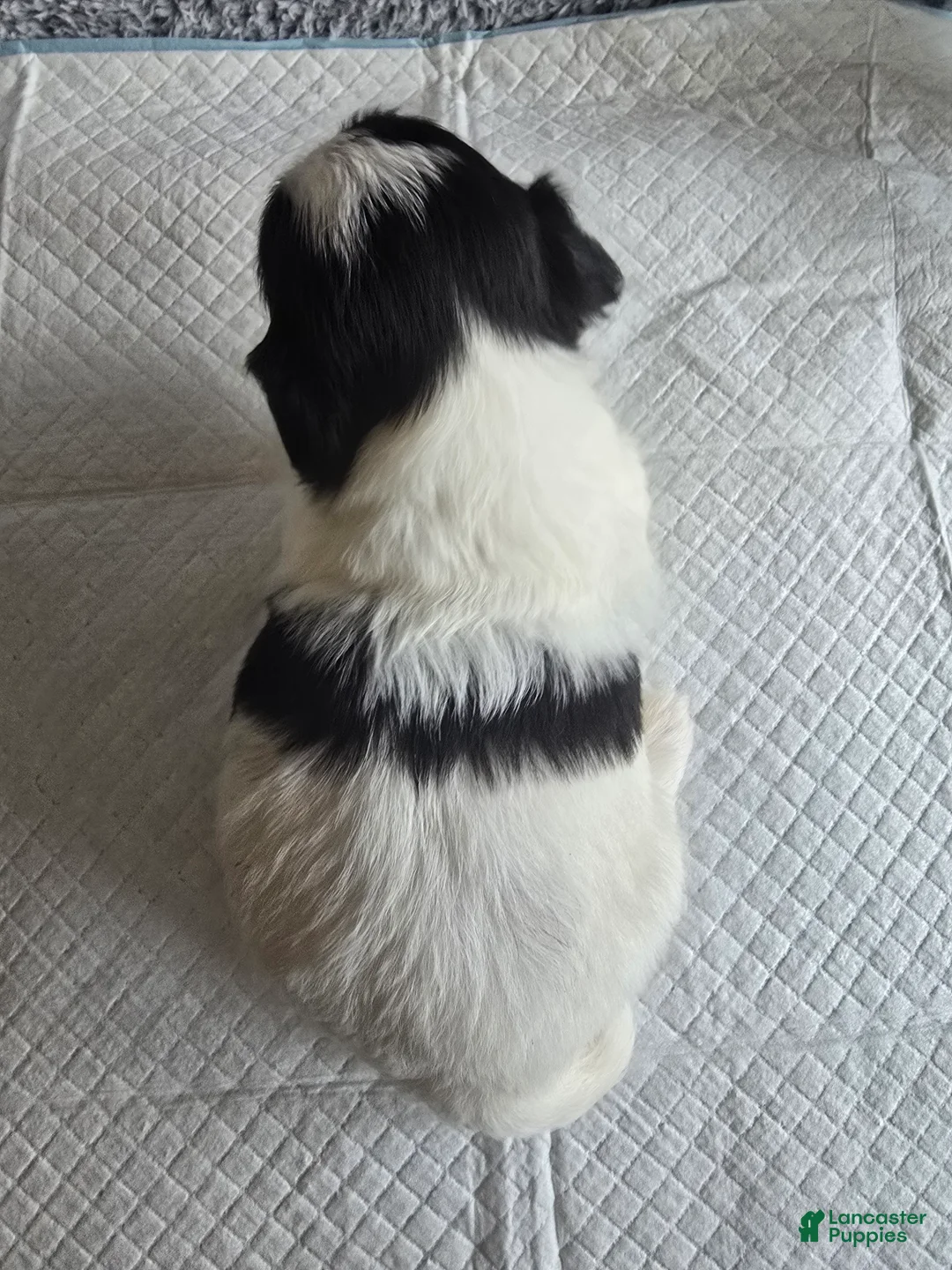 Shih Tzu dogs for sale: Bandit - Ad 2