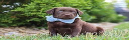Labrador Retriever dogs for sale: Scout - Ad 3