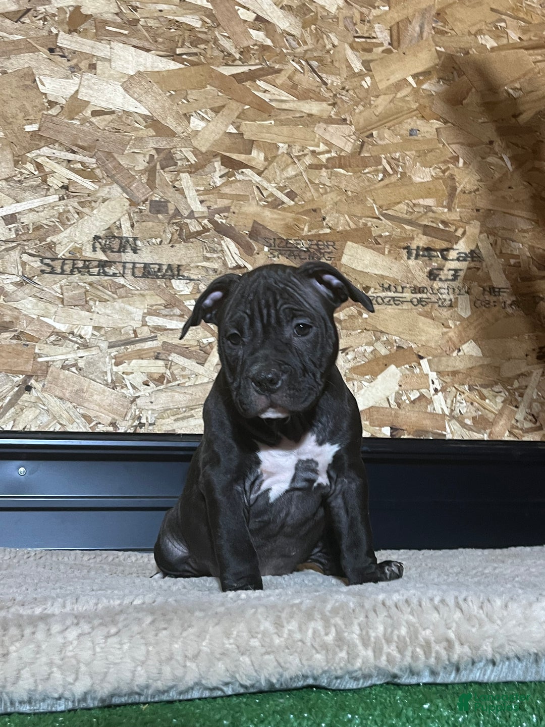American Bully dogs for sale: Midnight  - Ad 1