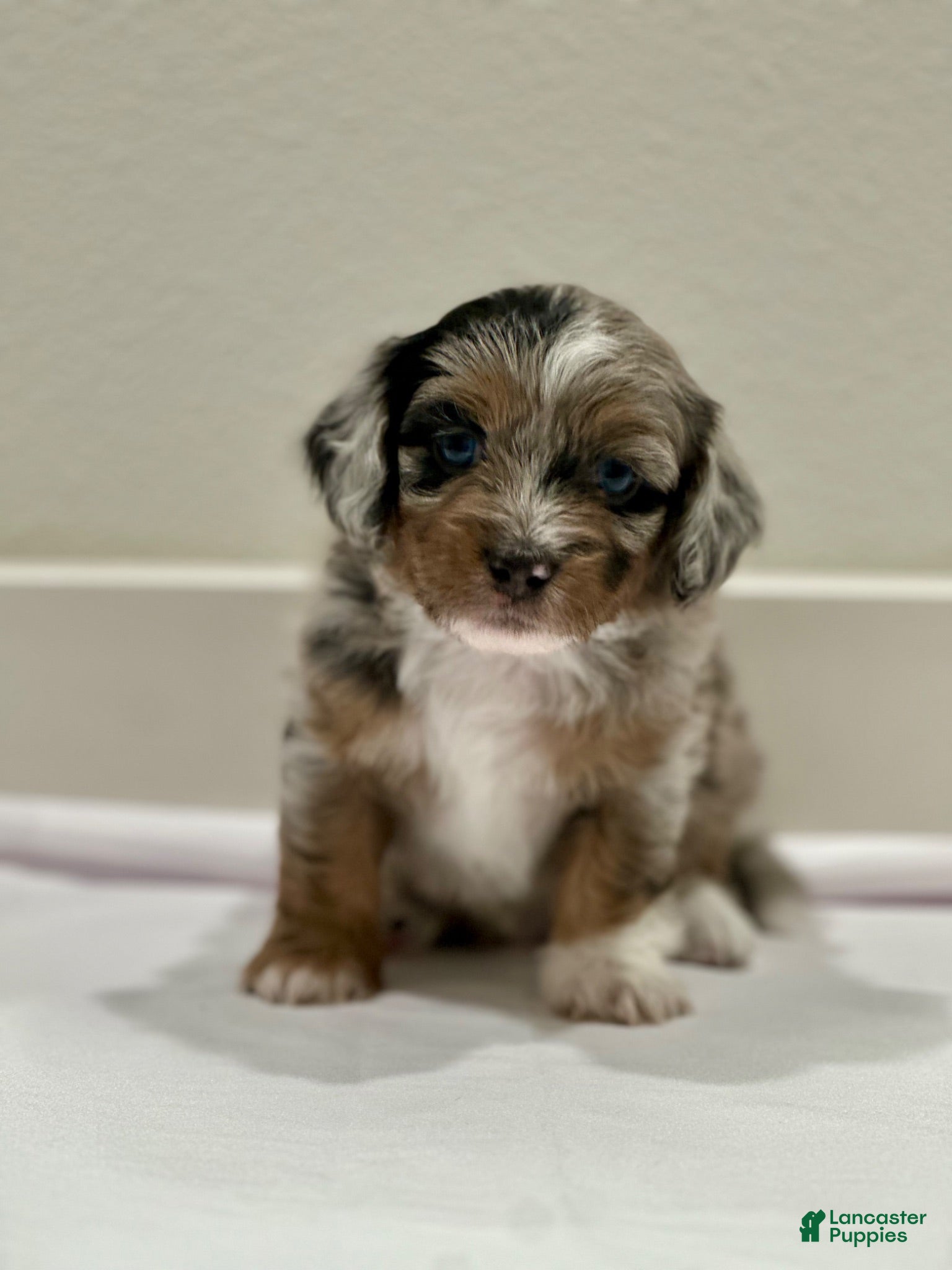 Mixed Breed dogs Mixed Breed 1 - Ad 27