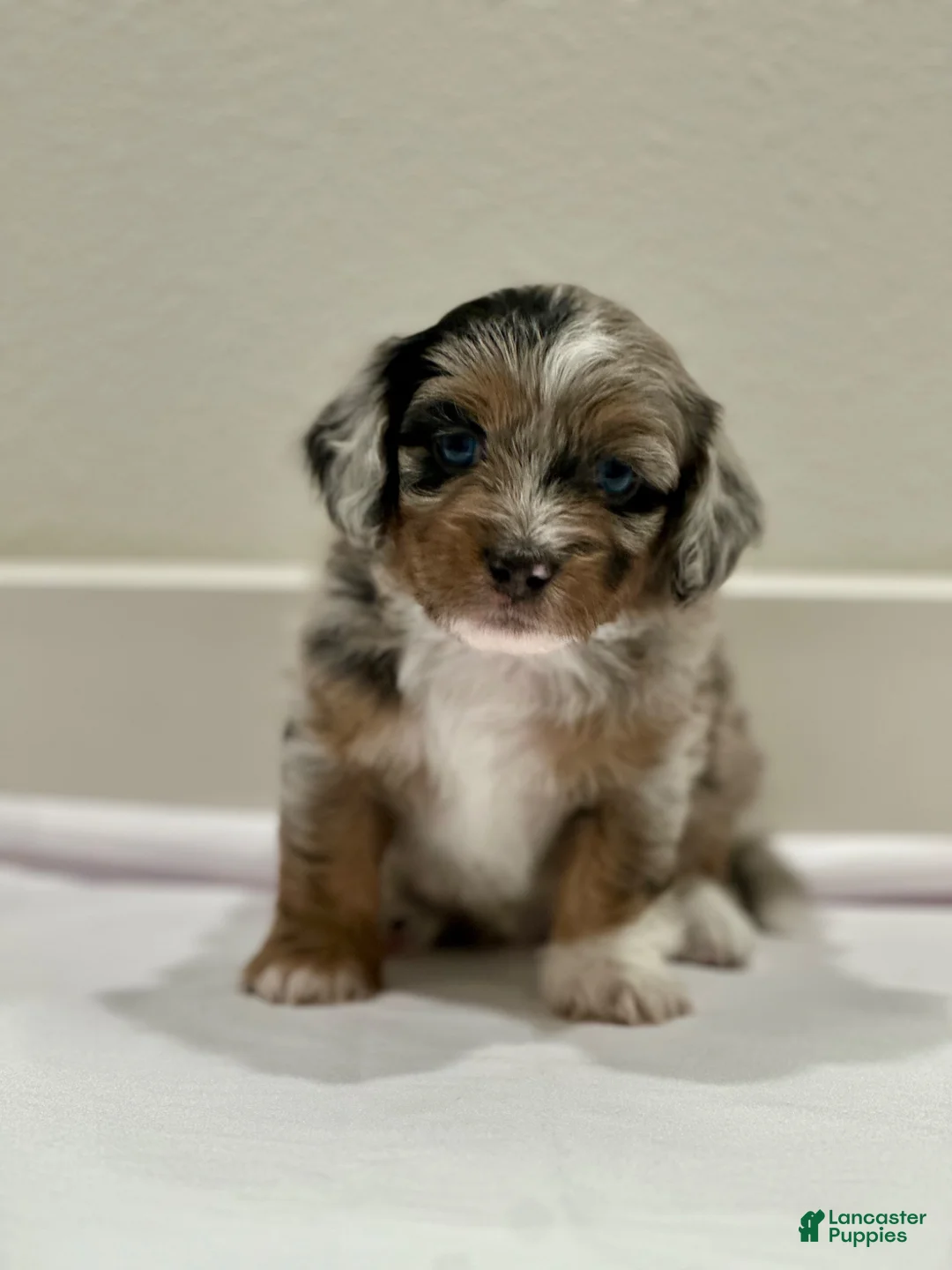 Mixed Breed dogs for sale: Mixed Breed 1 - Ad 1