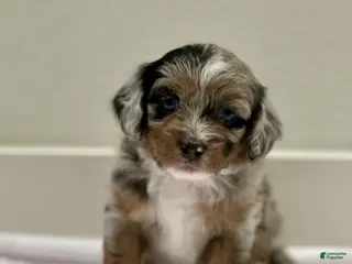 Mixed Breed dogs Mixed Breed 1 - Ad 20