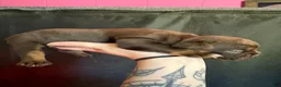 Olde English Bulldogge dogs for sale: Olde English Bulldogge Puppy 6 - Ad 3