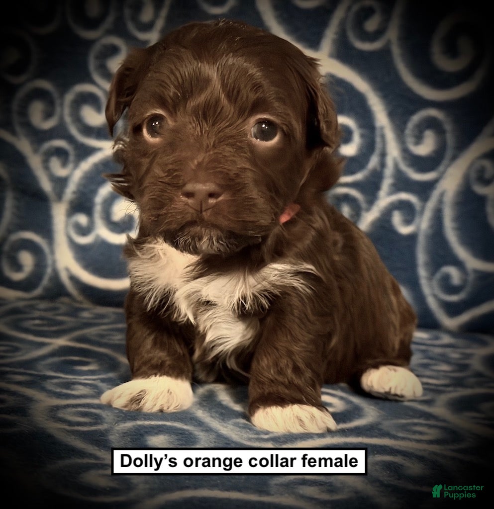 Havanese dogs AKC Dolly's Orange Collar Female - Ad 8