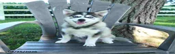 Pomsky dogs for sale: Andre - Ad 5