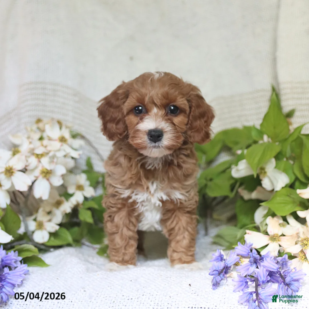 Cockapoo dogs for sale: Julie  - Ad 1