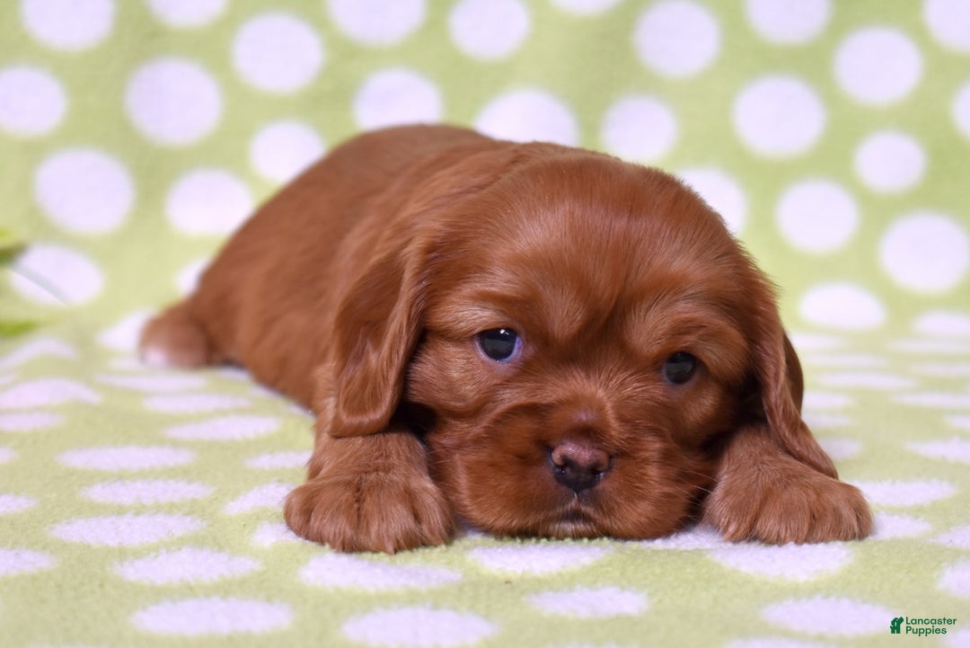 Cavalier King Charles Spaniel dogs for sale: Kenzie  - Ad 4