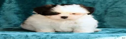 Shih Tzu dogs for sale: Gracie - Ad 3