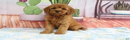 Mini Goldendoodle dogs for sale: Kona - Ad 1