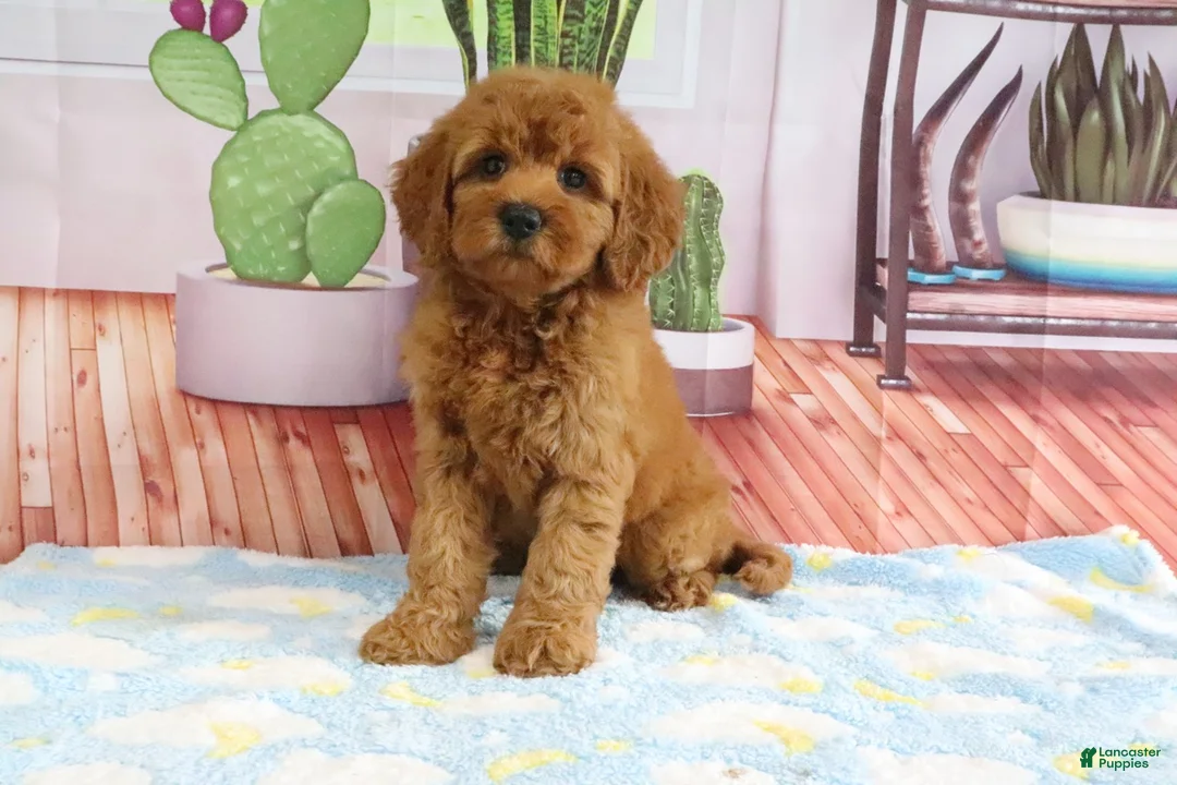 Mini Goldendoodle dogs for sale: Kona - Ad 1