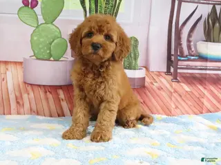 Mini Goldendoodle dogs for sale: Kona - Ad 4