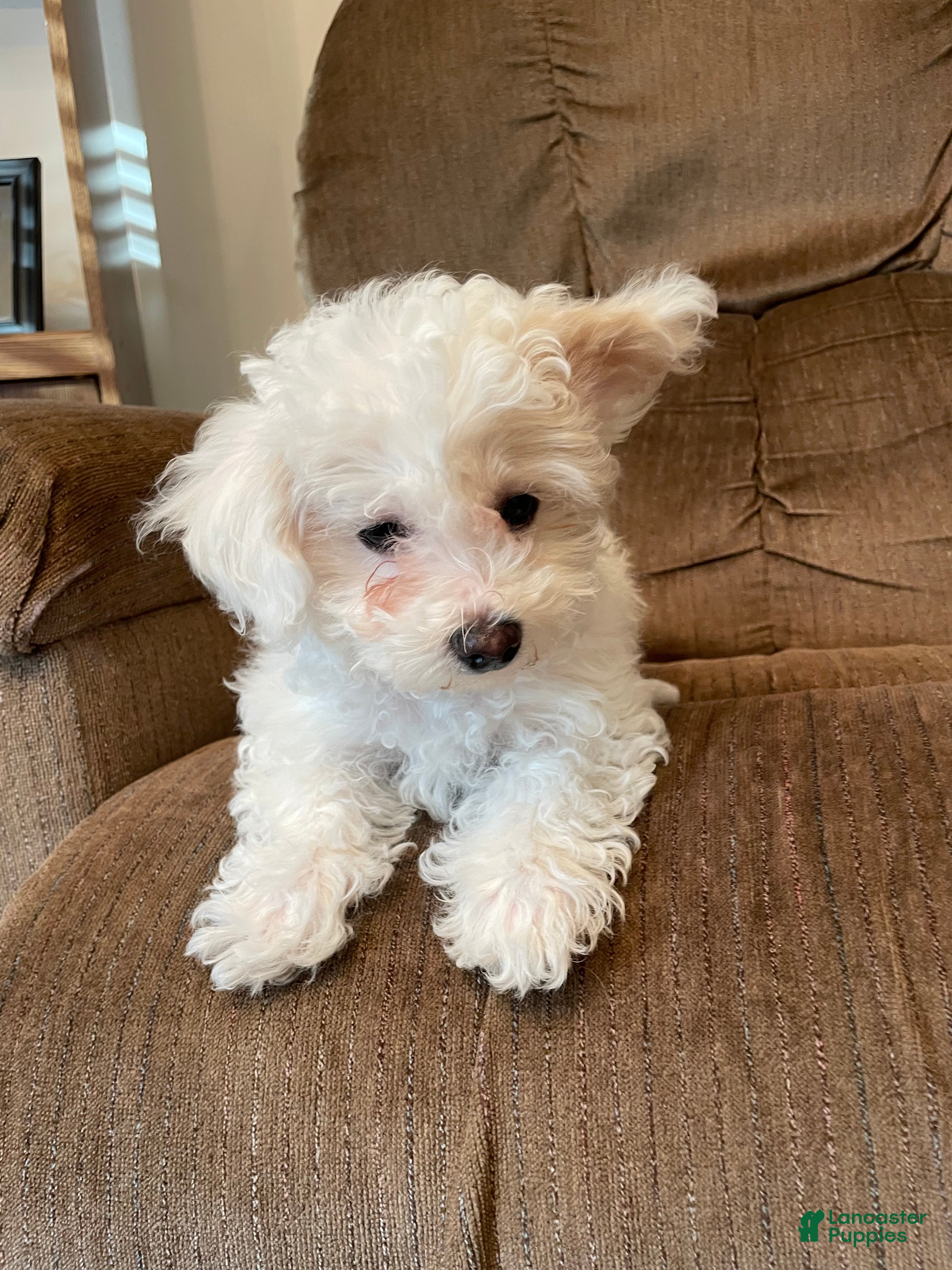 Mixed Breed dogs Sugarplum - Ad 35