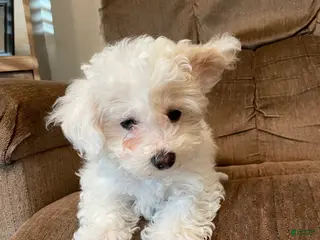 Mixed Breed dogs Sugarplum - Ad 35