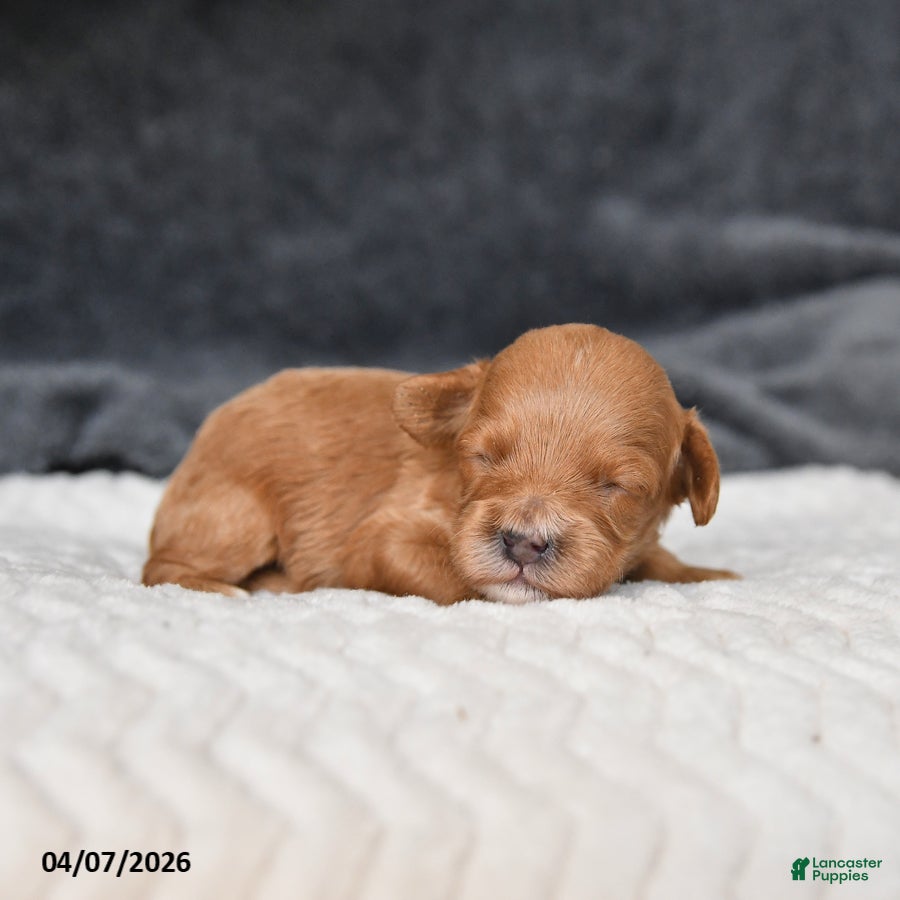 Cavapoo dogs Meadow - Ad 2