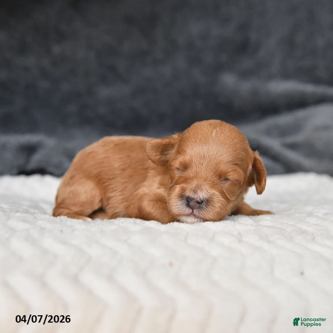 Cavapoo dogs for sale: Meadow - Ad 2