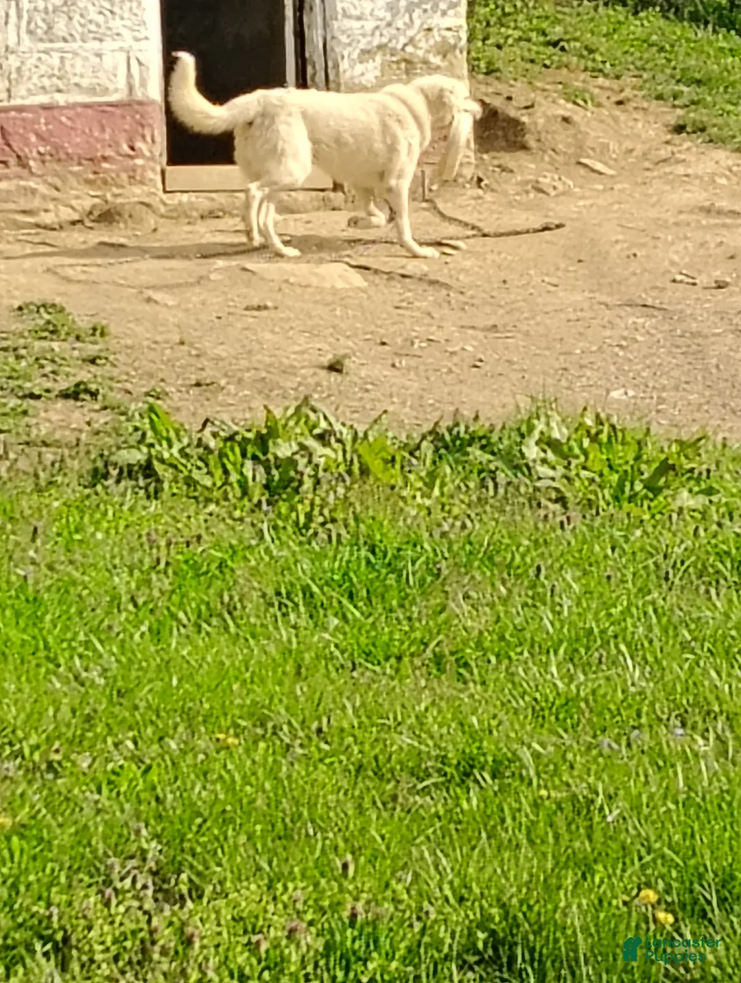 German Shepherd dogs for sale: German Shepherd Puppy 5 - Ad 3